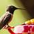 can you use powdered sugar for hummingbirds