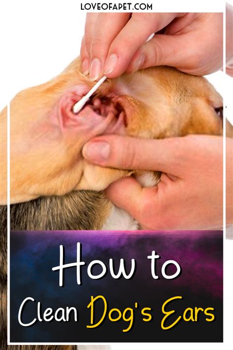 How to Clean Dog's Ears at Home 5 Steps Love Of A Pet Dog ear