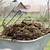 can you use sheep manure on vegetable garden