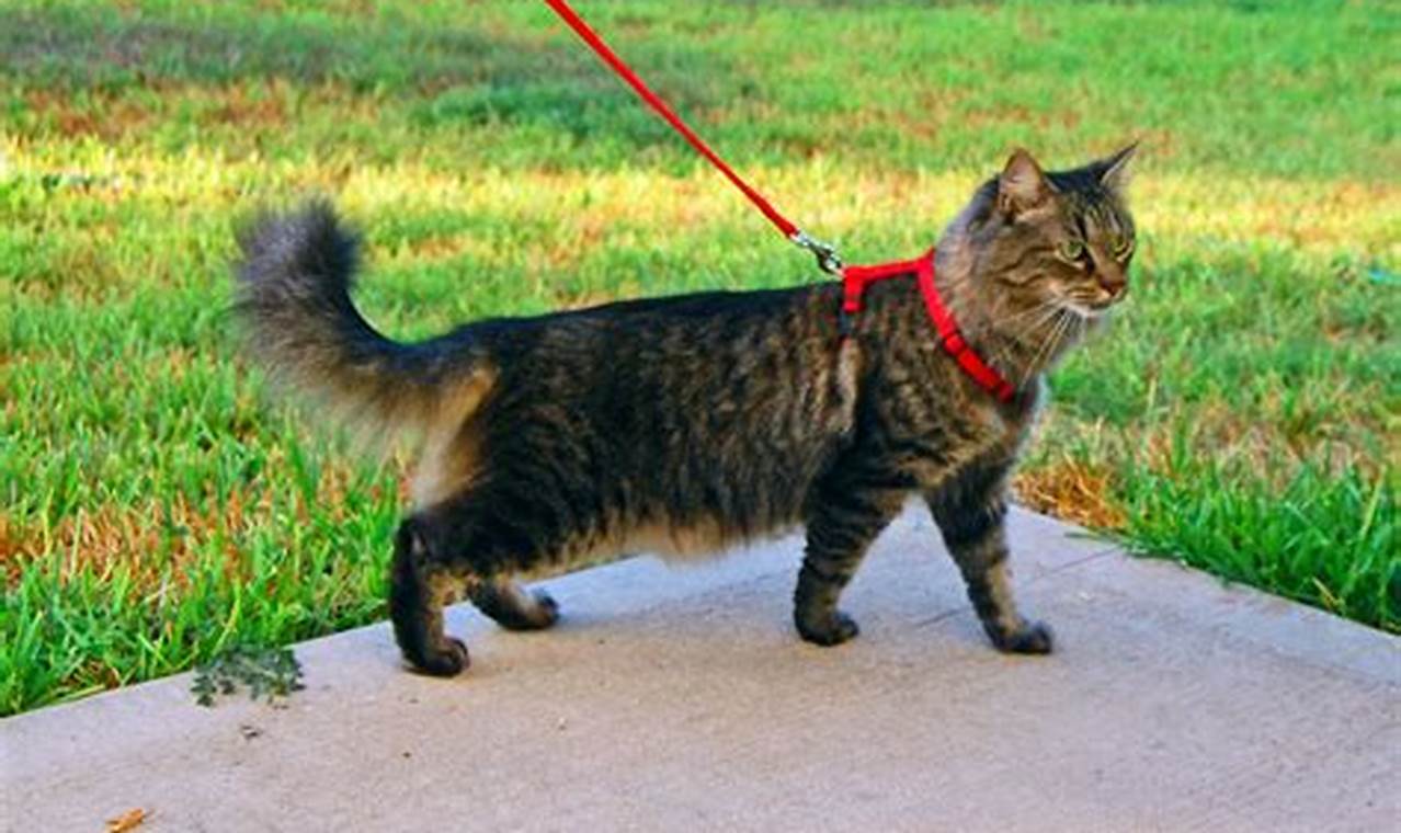 can you walk your cat