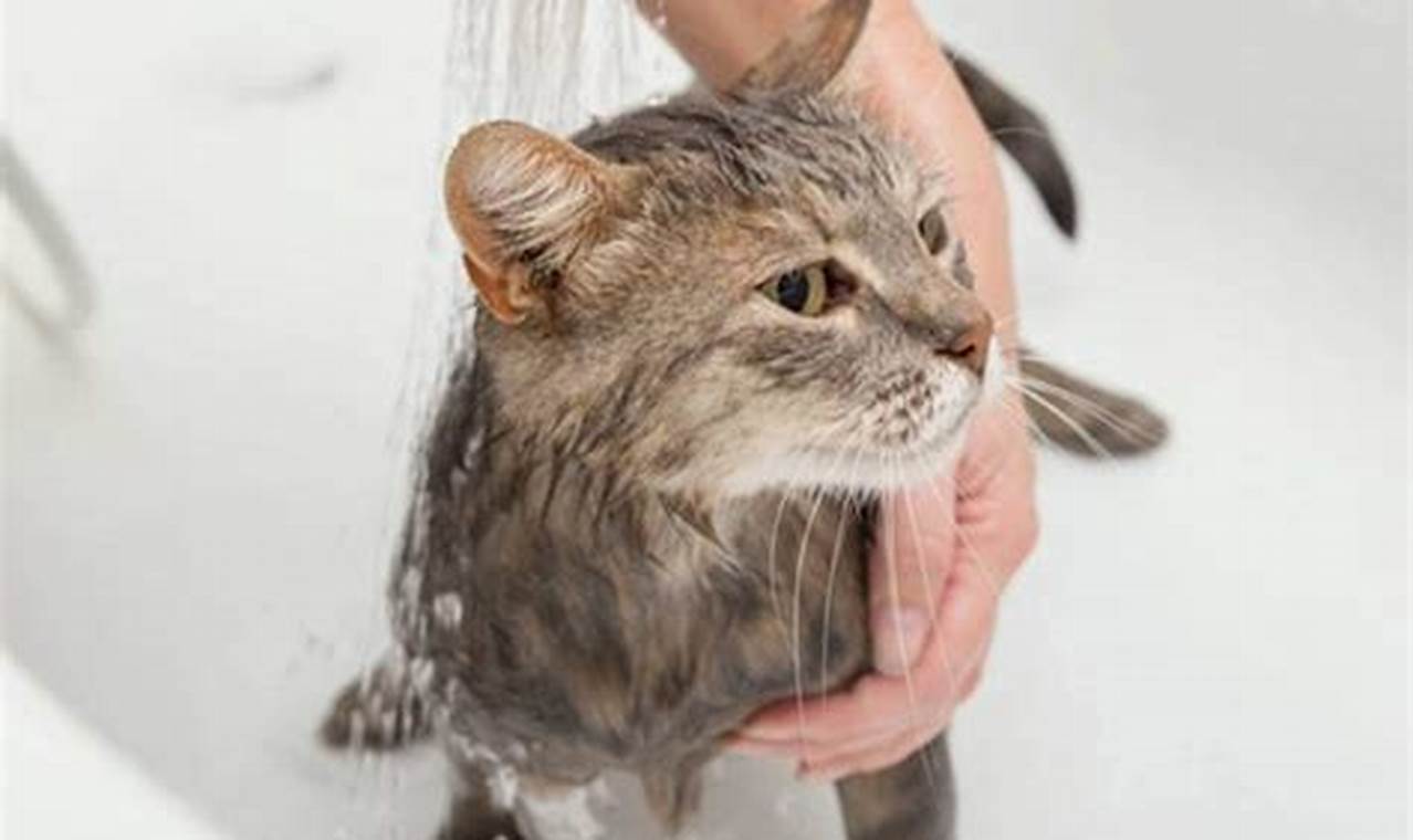 can you wash a cat