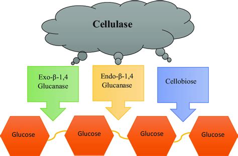 The digestion of cellulose in rabbit and other herbivorous class 12