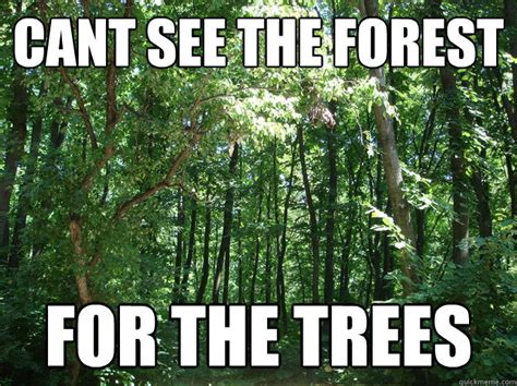 can't see the forest image