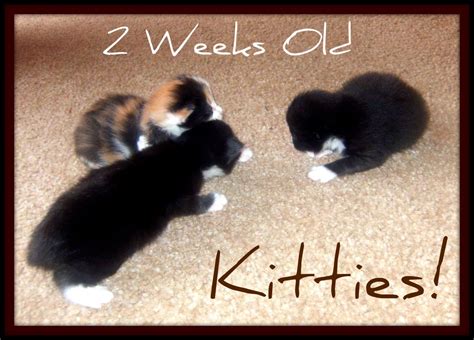 can 2 week old kittens have catnip