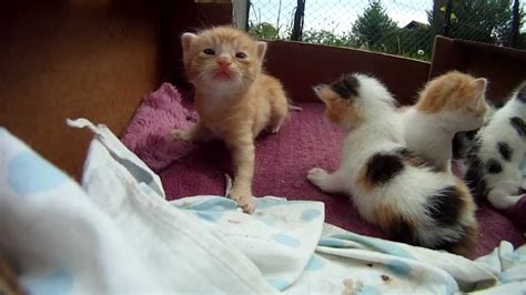 can 3 week old kittens have catnip