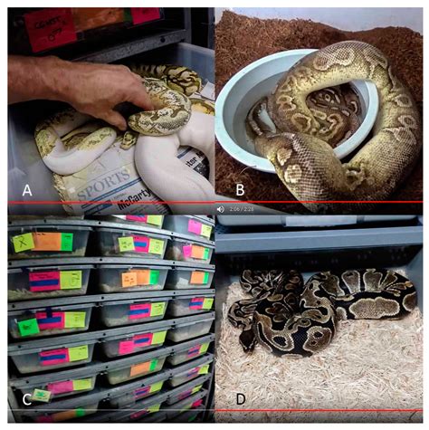 Can A Ball Python Kill A Baby