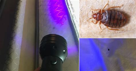 Can A Black Light Detect Bed Bugs