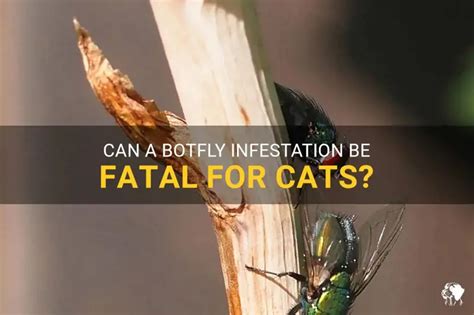 can a botfly kill a cat