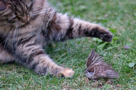 Can A Cat Catch A Bird