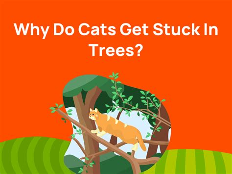 Can A Cat Get Out Of A Tree By Itself