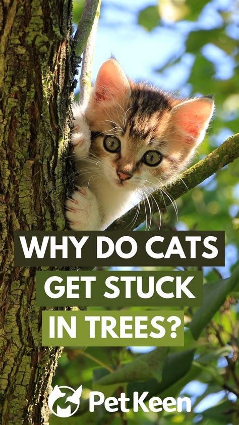 Can A Cat Get Stuck In A Tree And Die