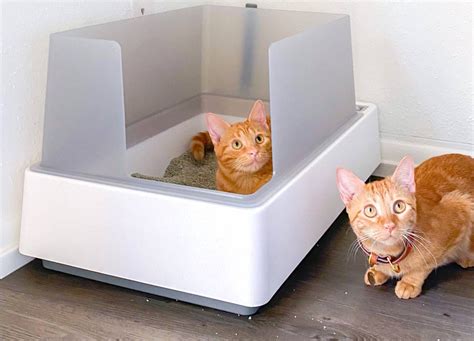 Can A Cat Have Multiple Litter Boxes