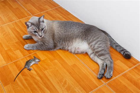 Can A Cat Kill A Large Rat