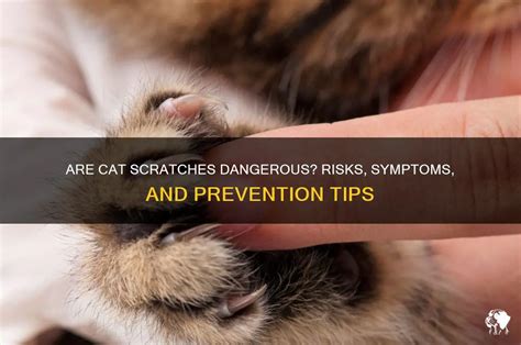 Can A Cat Scratch Be Dangerous