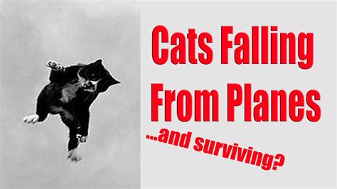 can a cat survive falling from an airplane