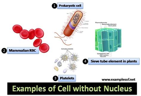 Can A Cell Function Without A Nucleus