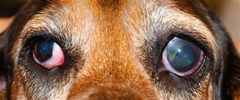 can a dog's eye explode from glaucoma