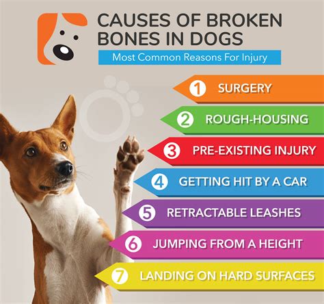 can a dog die from a broken leg