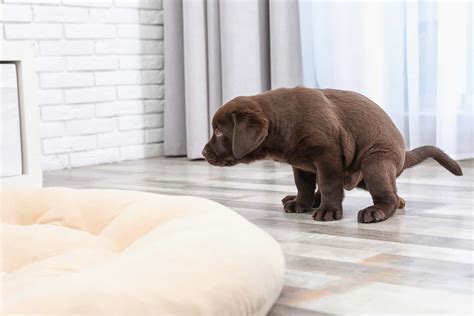 can a dog die from not pooping