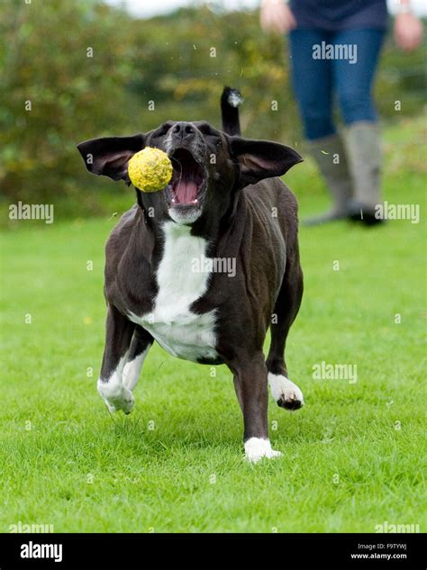 Can A Dog Pass A Ball