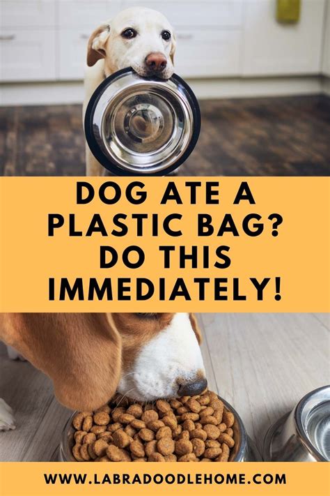 Can A Dog Pass Plastic