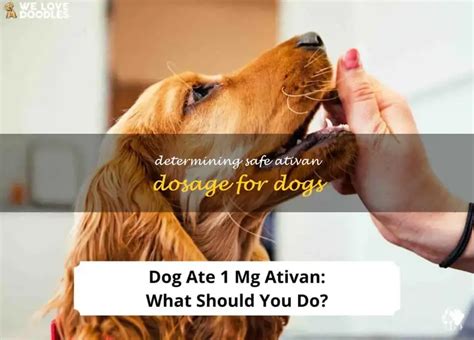 can a dog take ativan