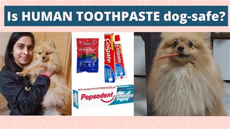 Can A Dog Use Human Toothpaste