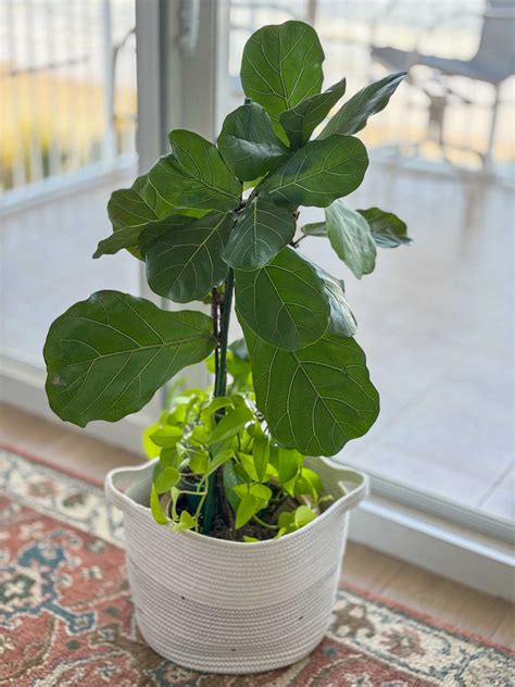 Can A Fiddle Leaf Fig Grow Without Leaves