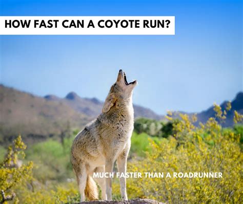 can a fox outrun a coyote