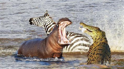 can a hippo beat a crocodile