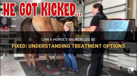 can a horse's broken leg be fixed