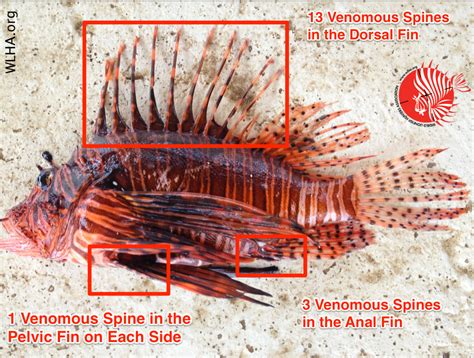 can a lionfish poison cause death