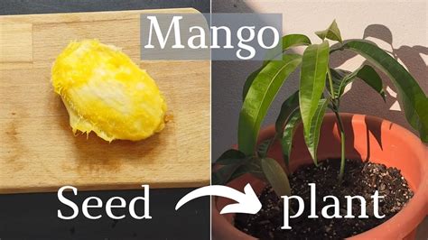 can a mango tree be grown from seed
