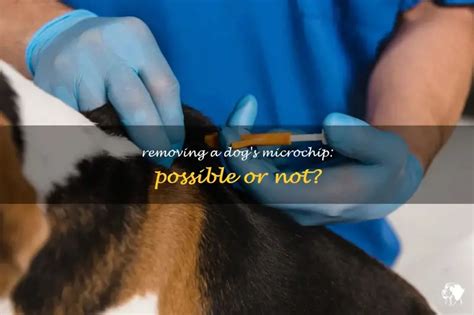 Can A Microchip Be Removed From A Dog