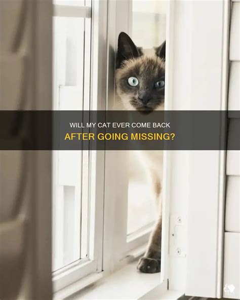 Can A Missing Cat Come Back