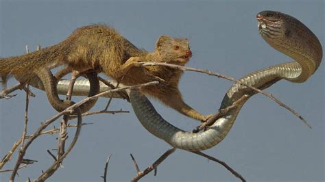 Can A Mongoose Climb A Tree