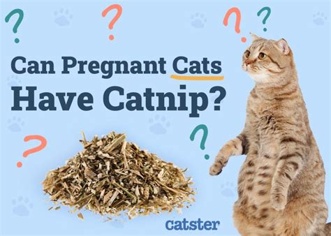 can a pregnant cat eat catnip