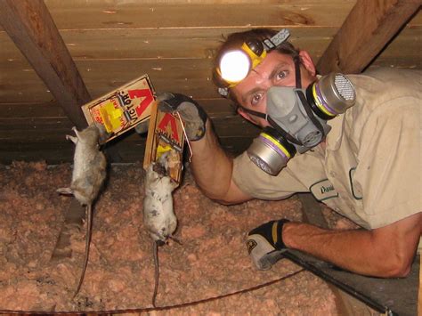 Can A Rat Get In Your Attic