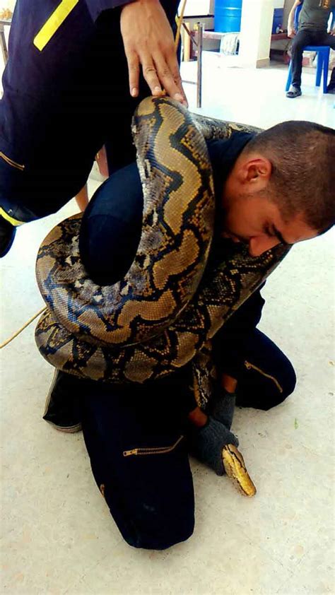 Can A Reticulated Python Kill A Human