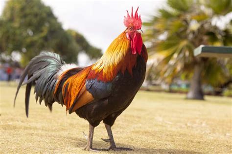 can a rooster survive in the wild