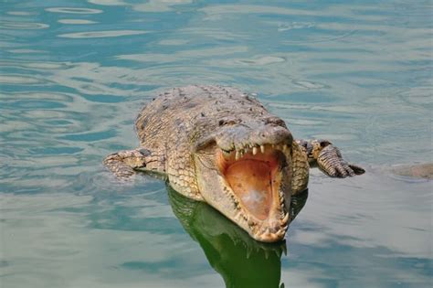 can a saltwater crocodile live in freshwater
