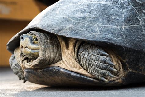 can a sea turtle hide in its shell
