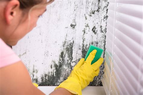 Can A Steam Cleaner Kill Mold