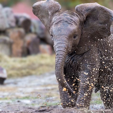 Can A Toddler Get Sick From Playing In The Rain