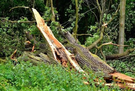 Can A Tree Struck By Lightning Survive