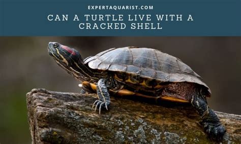 can a turtle with a cracked shell survive