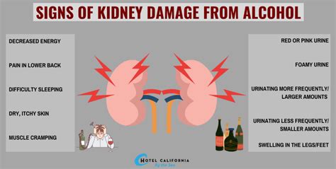 Can Alcohol Kill Your Kidneys