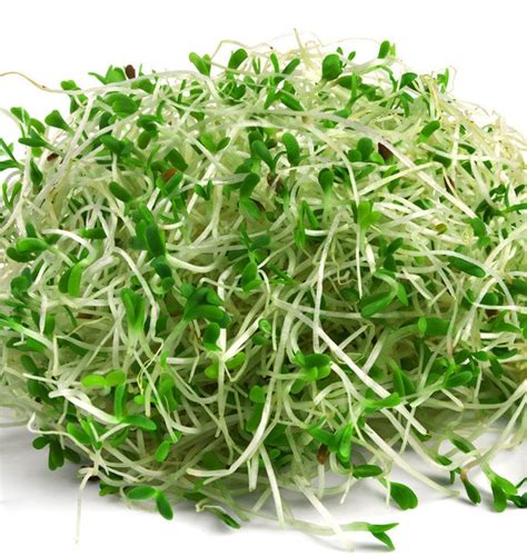 can alfalfa sprouts cause diarrhea