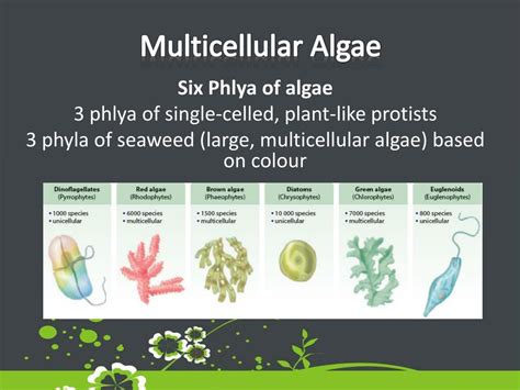 Can Algae Be Multicellular