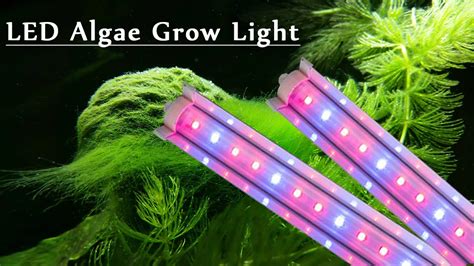 Can Algae Grow With Artificial Light